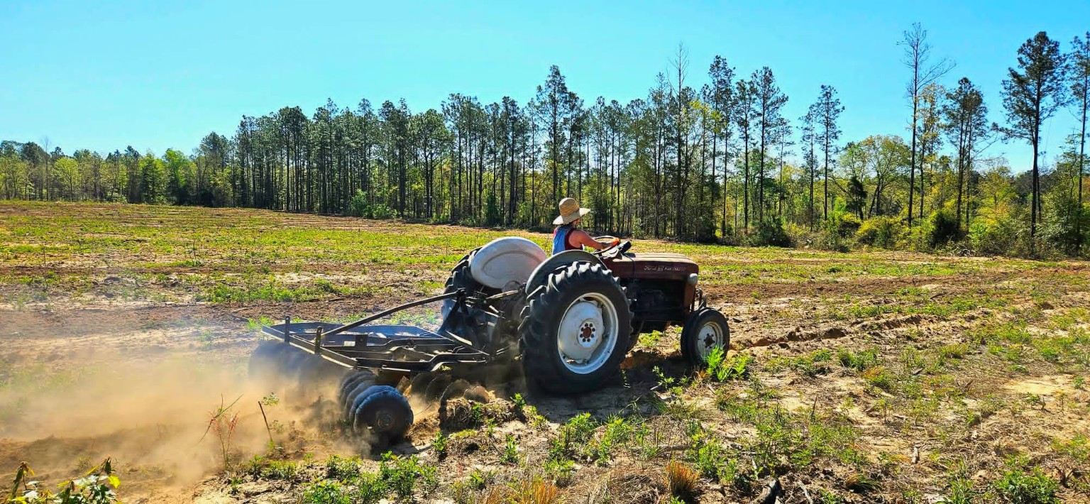 Emilleigh driving the Ford tractor while plowing the AmeriCane Bamboo field