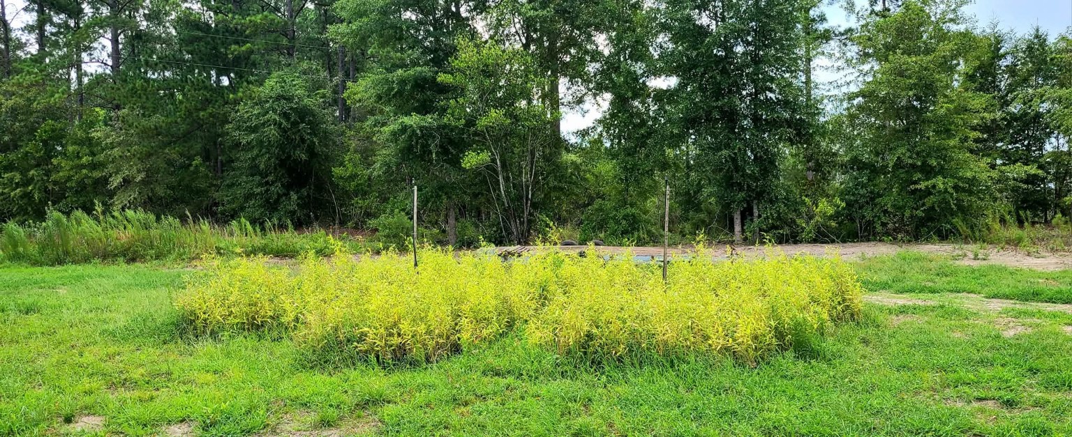 A young block of Henon bamboo growing on the farm